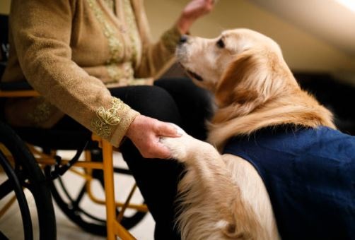 terapia canina